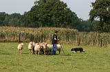 BORDER COLLIE - MOUTONS 026